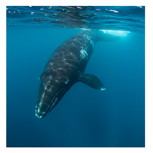 Balena della Groenlandia