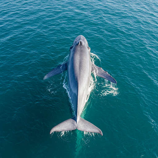 Balena azzurra