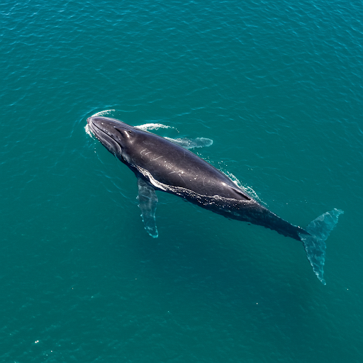 Balena franca del Pacifico settentrionale