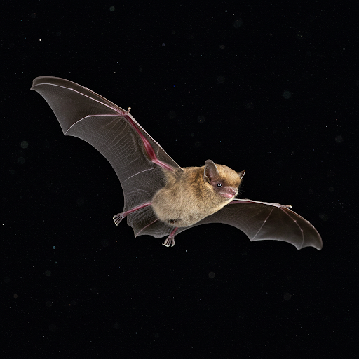 Piccolo pipistrello bruno