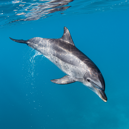 Stenella maculata pantropicale