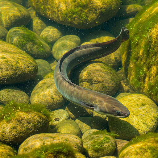 Anguilla europea