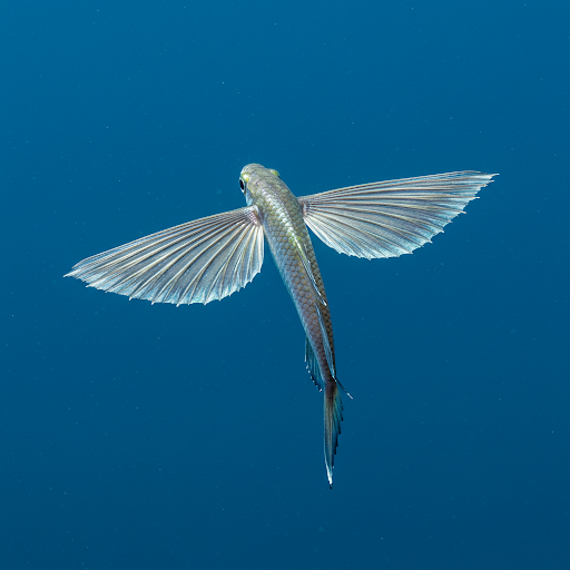 Pesce volante comune