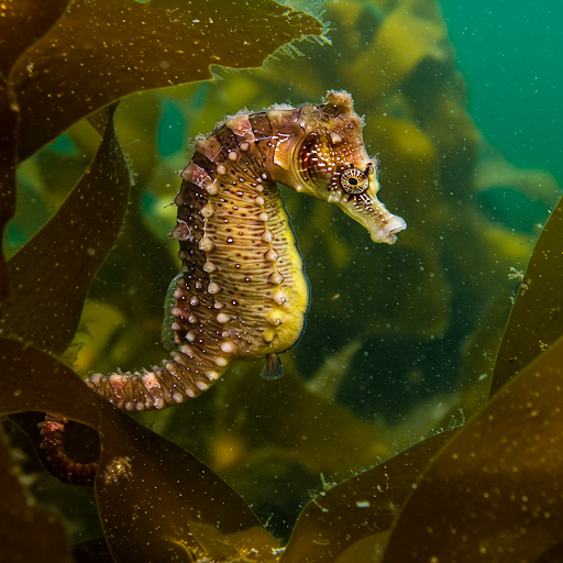 Cavalluccio marino comune
