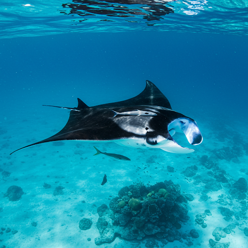 Manta gigante oceanica