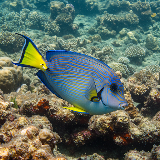 Pesce chirurgo striato