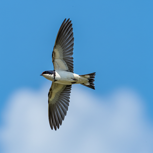 Balestruccio asiatico