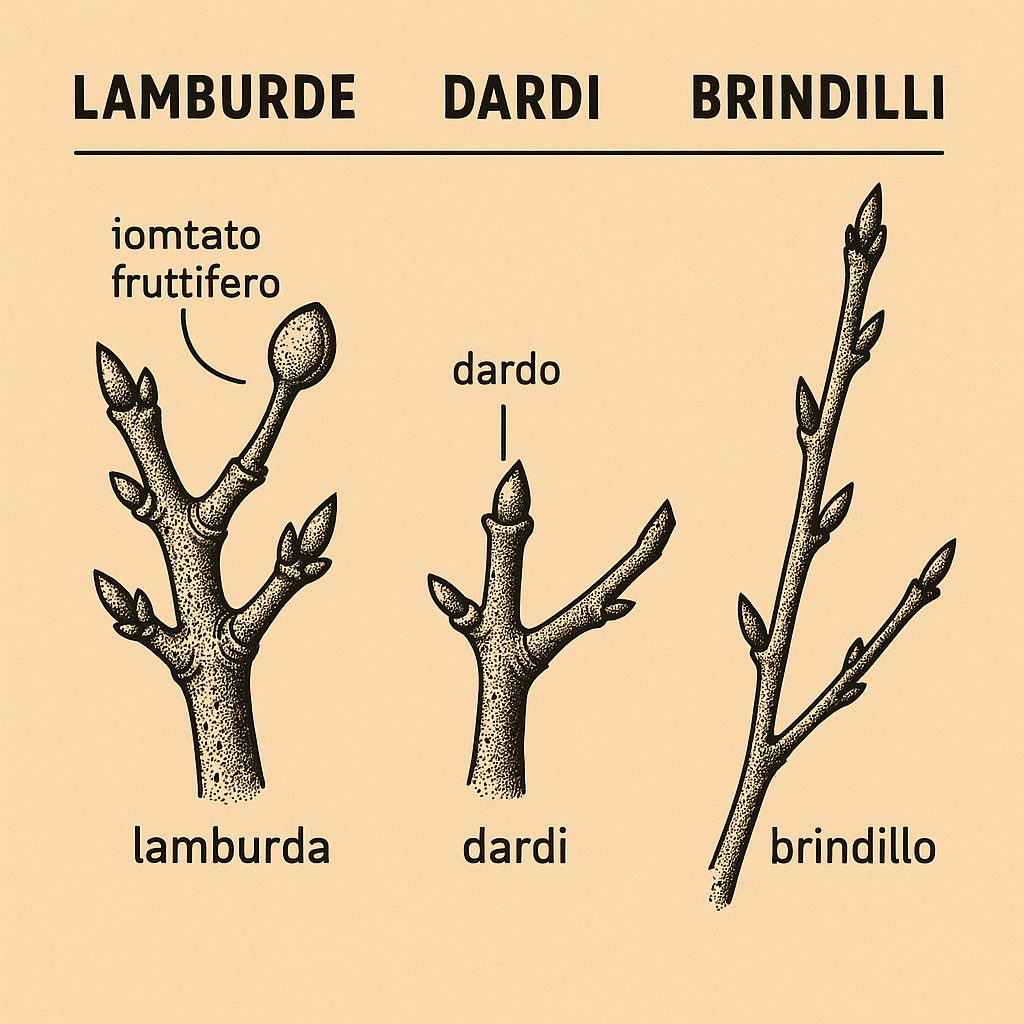 Riconoscere i Rami a Frutto (e non solo!):